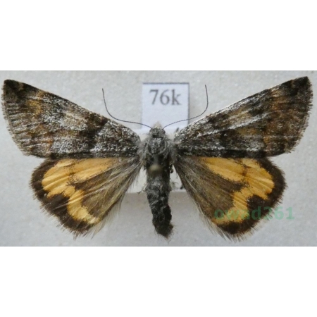 Boudinotiana puella (Esper, 1787) Czech76k